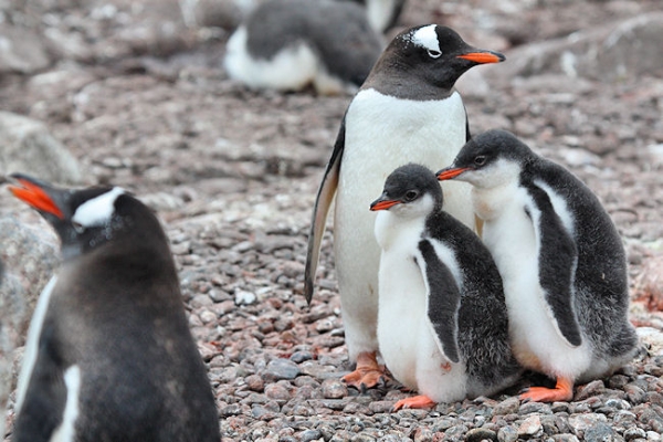 Day14_EleIs_CLookout_3493 (2).jpg - Gentoo Penguin with two Chicks, Cape Lookout, Elephant Island, South Shetlands